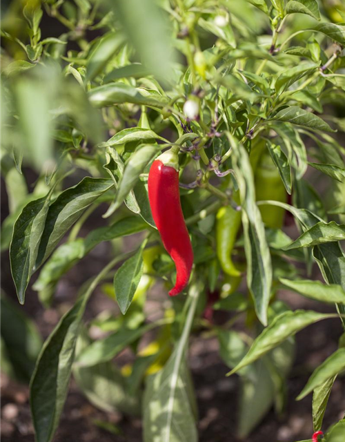 Capsicum Lipari F1 T12 - MAUCH QUALITäT