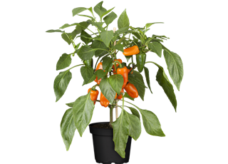 Capsicum Lubega Mini Orange T12 - MAUCH QUALITäT