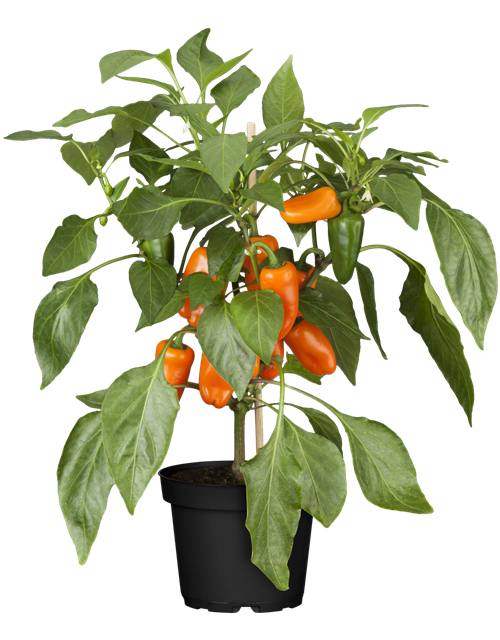 Capsicum Lubega Mini Orange T12 - MAUCH QUALITäT