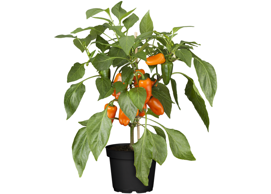 Capsicum Lubega Mini Orange T12 - MAUCH QUALITäT