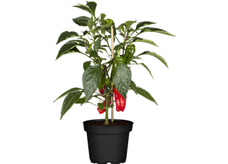 Capsicum Lubega Mini Red T12 - MAUCH QUALITäT