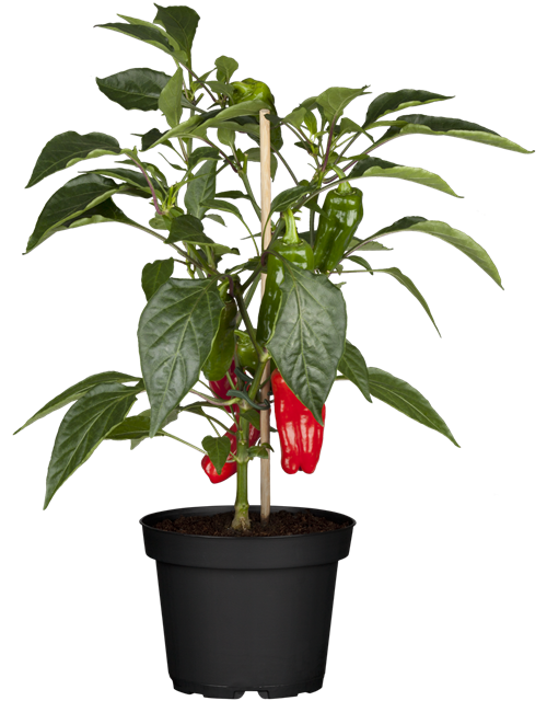 Capsicum Lubega Mini Red T12 - MAUCH QUALITäT