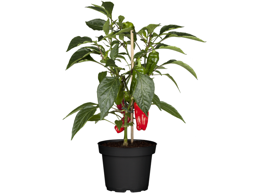 Capsicum Lubega Mini Red T12 - MAUCH QUALITäT