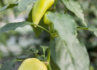 Capsicum Lubega Mini Yellow T12 - MAUCH QUALITäT