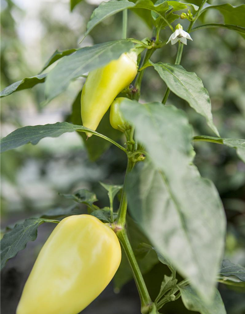 Capsicum Lubega Mini Yellow T12 - MAUCH QUALITäT