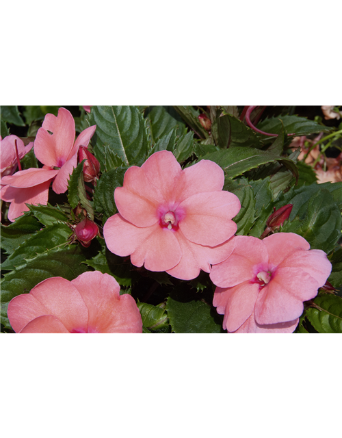 Impatiens Neuguinea T12 - MAUCH QUALITäT