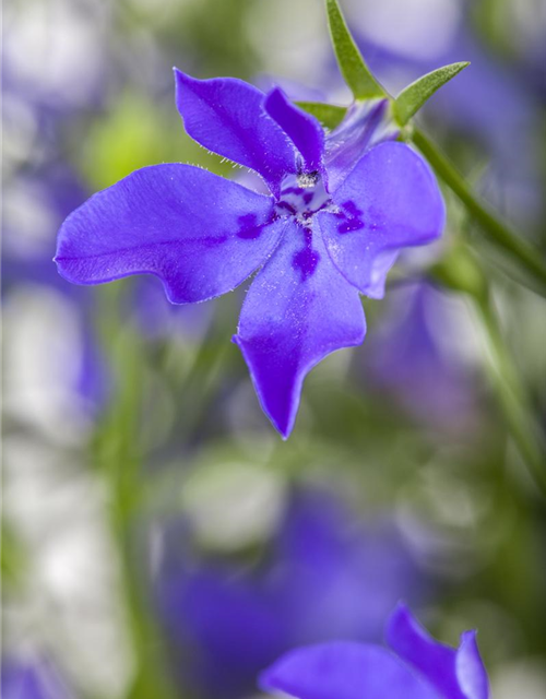 Lobelia erinus T12 - MAUCH QUALITäT