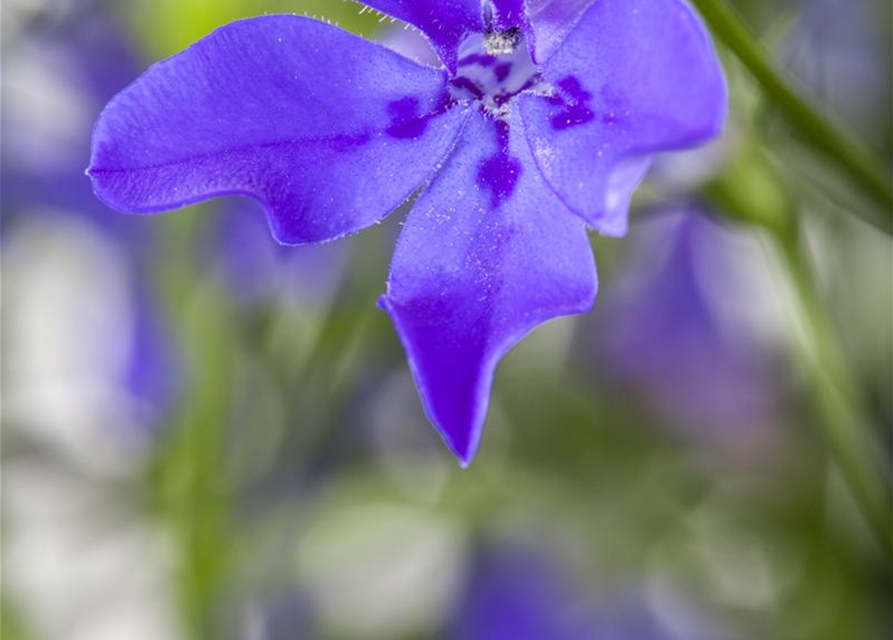 Lobelia erinus T12 - MAUCH QUALITäT