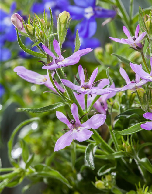 Lobelia erinus T12 - MAUCH QUALITäT