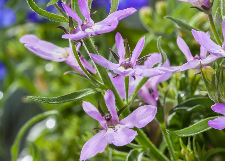 Lobelia erinus T12 - MAUCH QUALITäT