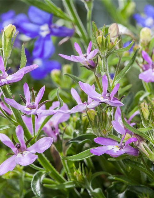 Lobelia erinus T12 - MAUCH QUALITäT