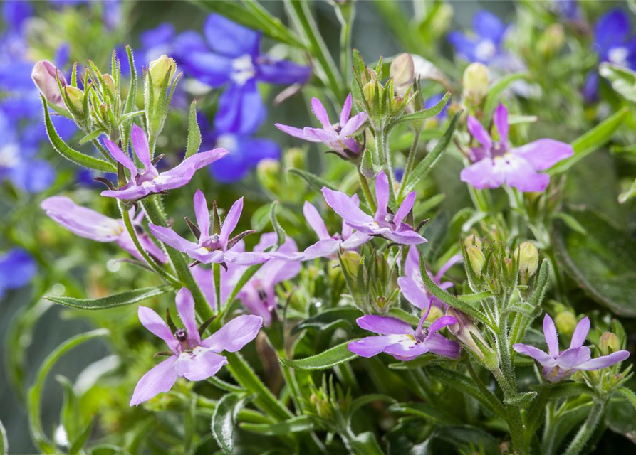 Lobelia erinus T12 - MAUCH QUALITäT