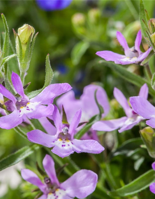 Lobelia erinus T12 - MAUCH QUALITäT