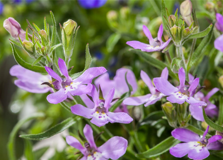 Lobelia erinus T12 - MAUCH QUALITäT