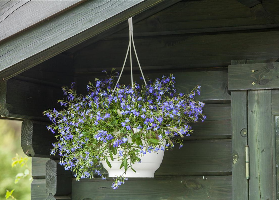 Lobelia erinus T12 - MAUCH QUALITäT