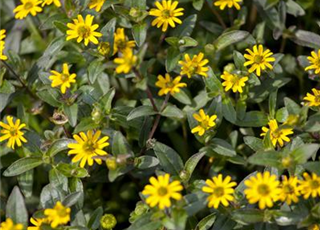 Sanvitalia procumbens T11 - MAUCH QUALITäT