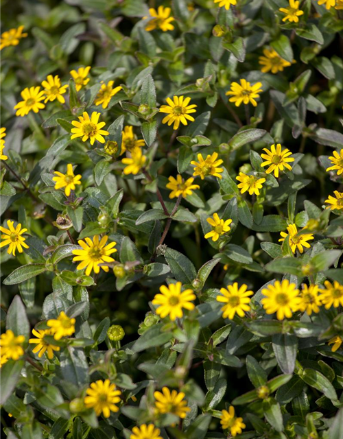 Sanvitalia procumbens T11 - MAUCH QUALITäT