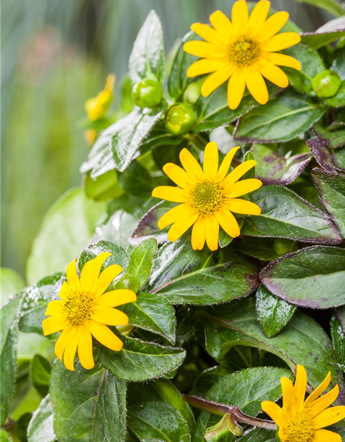 Sanvitalia procumbens T11 - MAUCH QUALITäT