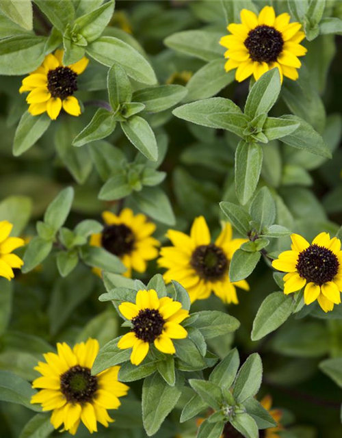 Sanvitalia procumbens T11 - MAUCH QUALITäT