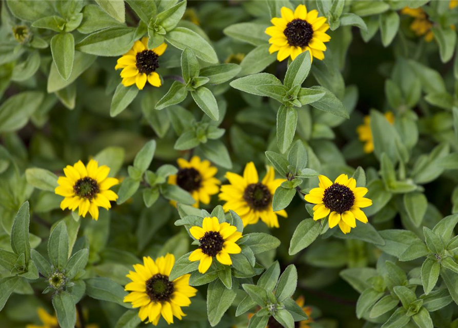 Sanvitalia procumbens T11 - MAUCH QUALITäT