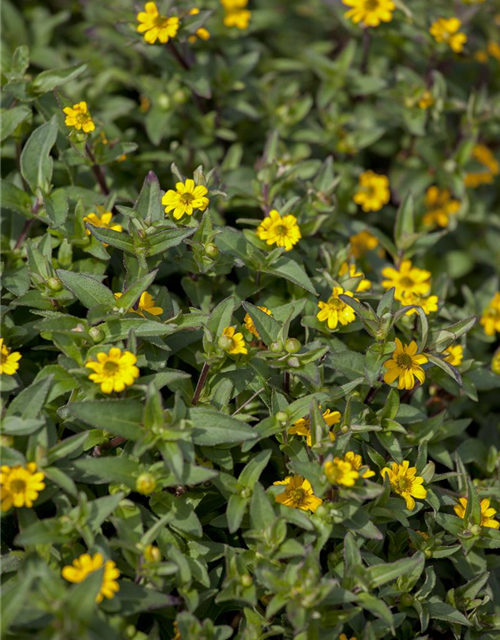 Sanvitalia procumbens T11 - MAUCH QUALITäT