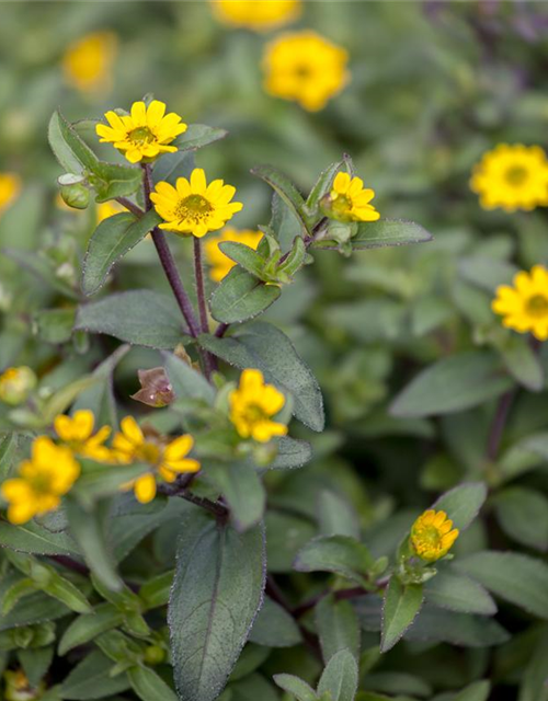 Sanvitalia procumbens T11 - MAUCH QUALITäT