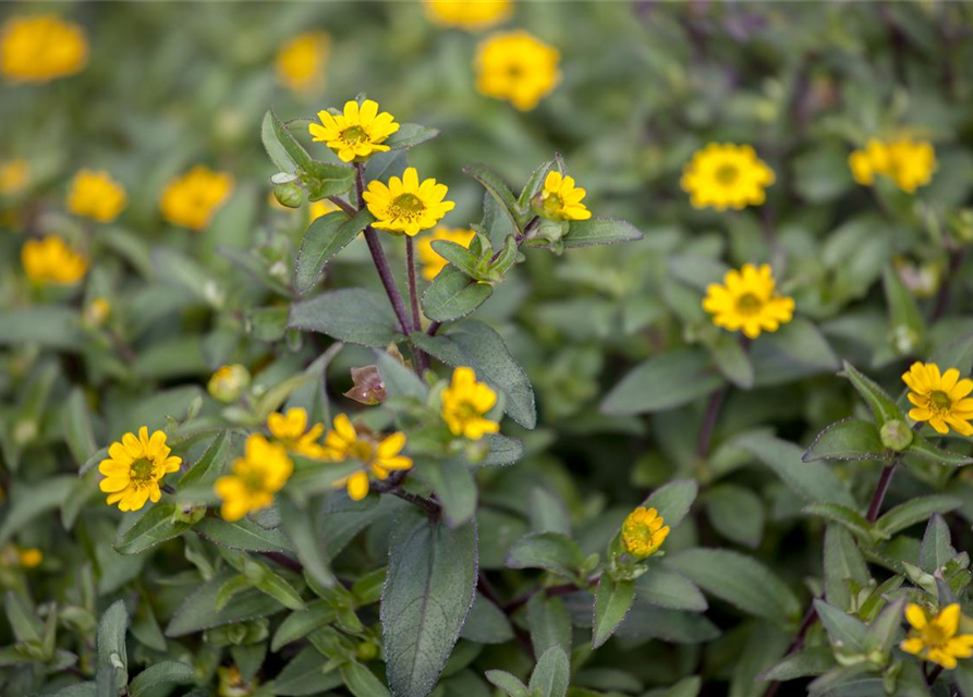 Sanvitalia procumbens T11 - MAUCH QUALITäT