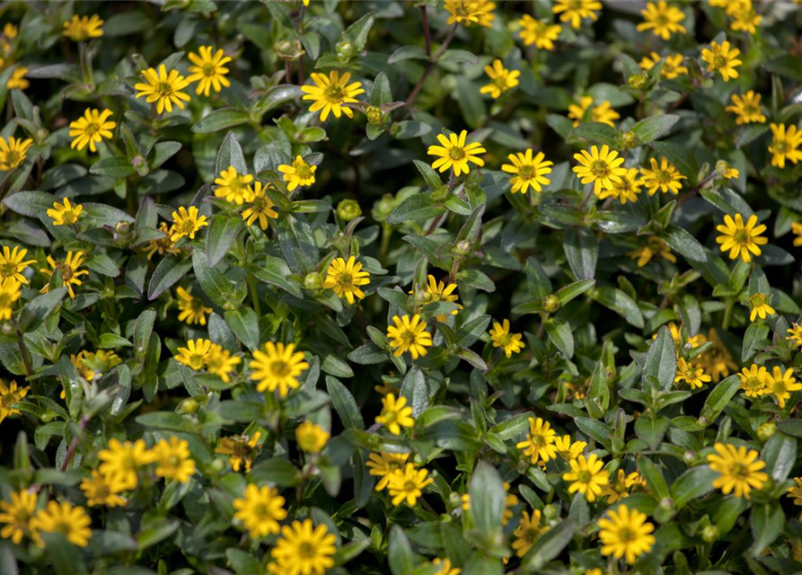 Sanvitalia procumbens T11 - MAUCH QUALITäT