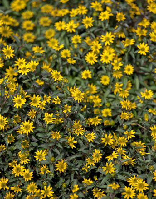 Sanvitalia procumbens T11 - MAUCH QUALITäT