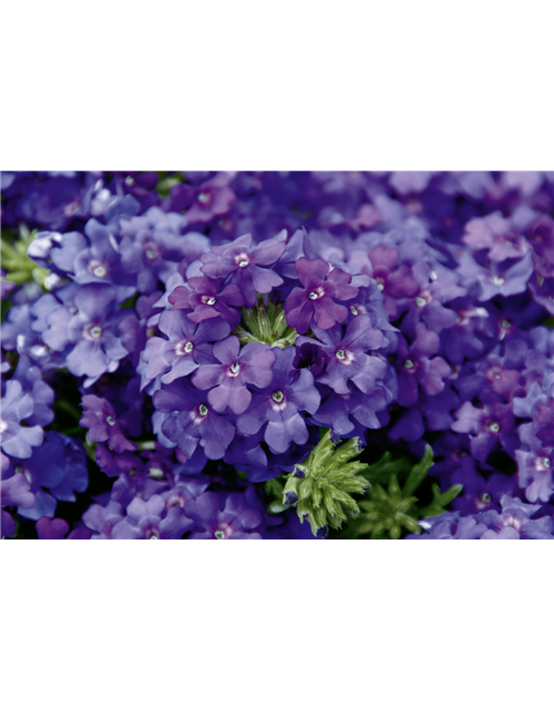 Verbena Hybrida T12 - MAUCH QUALITäT