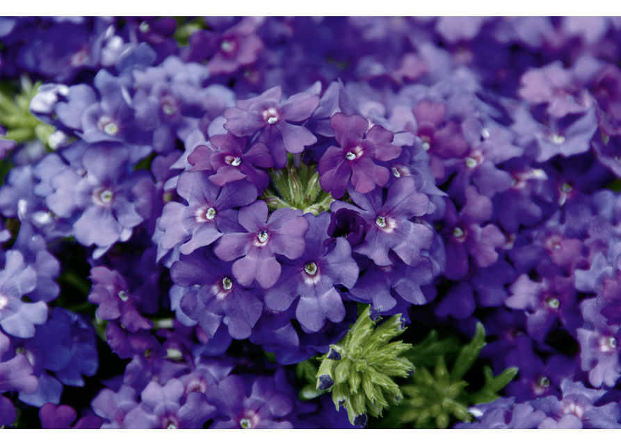 Verbena Hybrida T12 - MAUCH QUALITäT