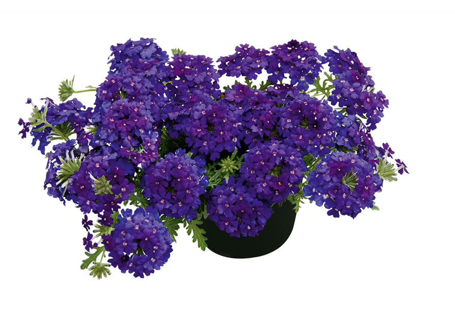 Verbena Hybrida T12 - MAUCH QUALITäT