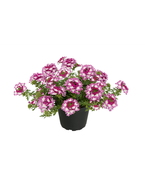 Verbena Hybrida T12 - MAUCH QUALITäT