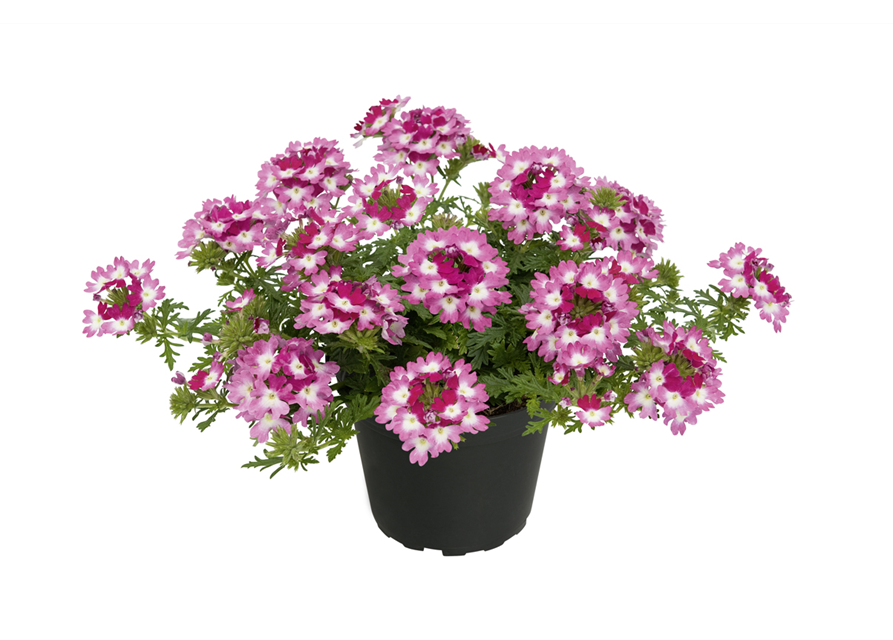 Verbena Hybrida T12 - MAUCH QUALITäT