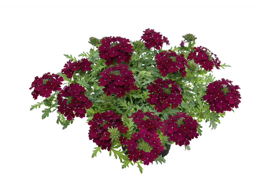 Verbena Hybrida T12 - MAUCH QUALITäT