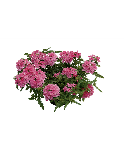 Verbena Hybrida T12 - MAUCH QUALITäT