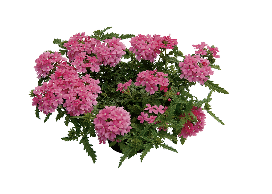 Verbena Hybrida T12 - MAUCH QUALITäT