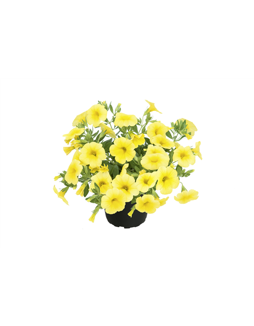 Calibrachoa T12 - MAUCH QUALITäT