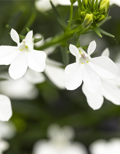 Lobelia erinus T12 - MAUCH QUALITäT