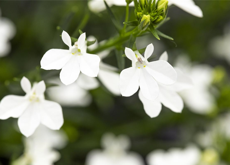 Lobelia erinus T12 - MAUCH QUALITäT