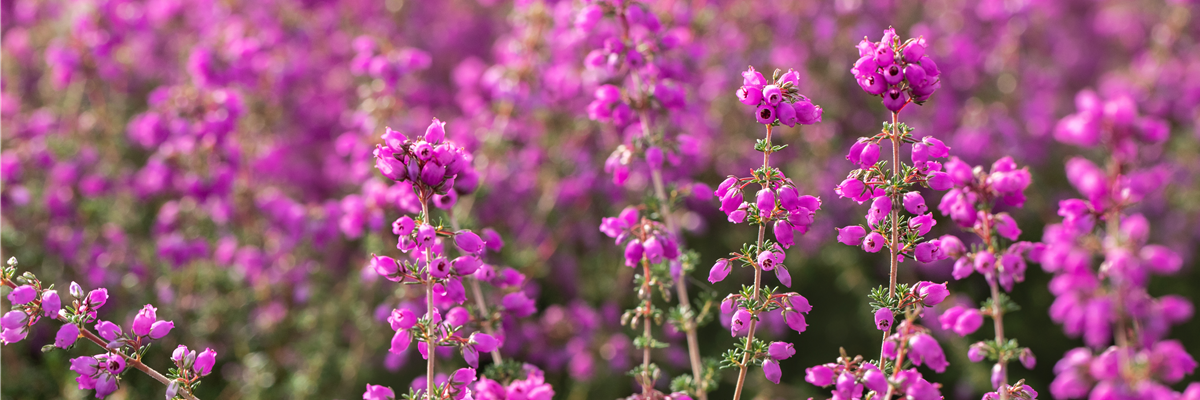 Erica cinerea 'Pallas'