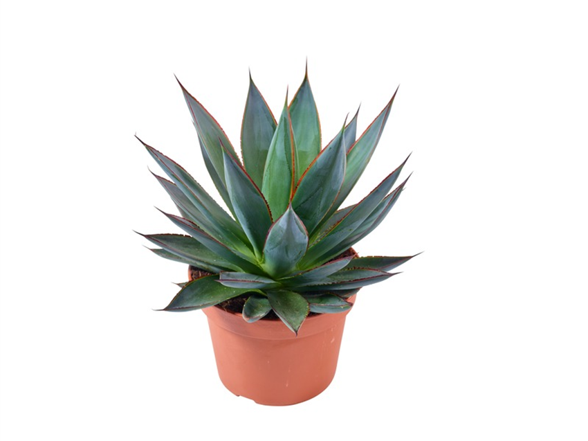 Agave