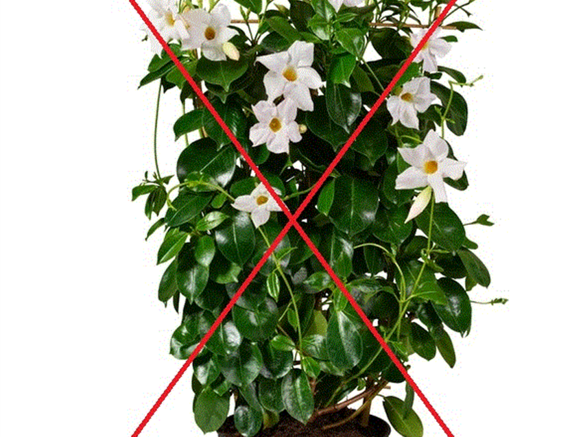 Mandevilla