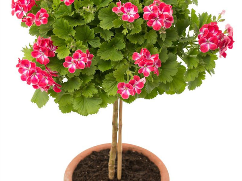 Geranie - Pelargonium solitär