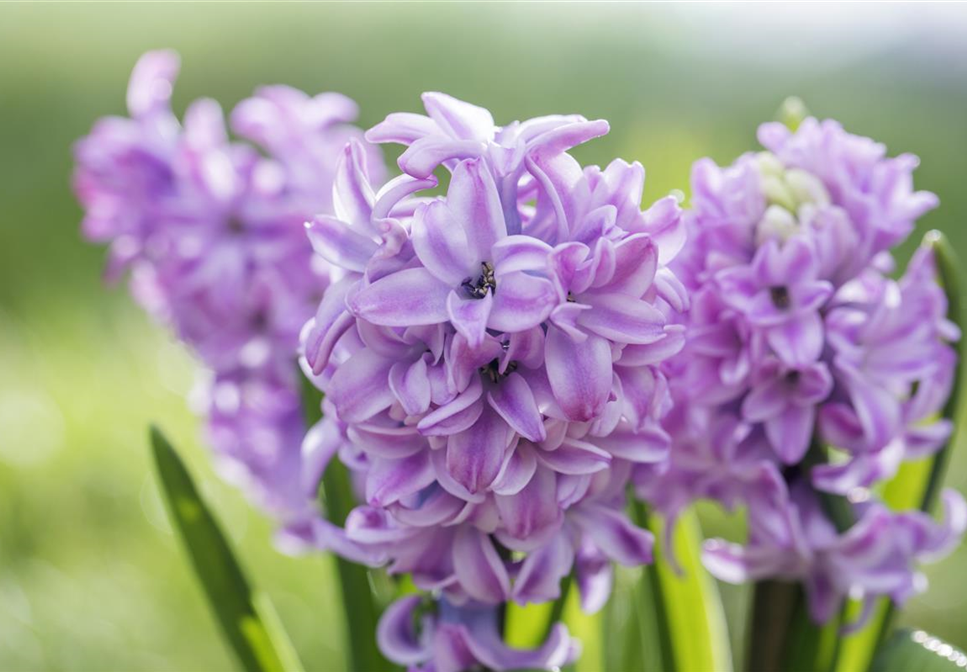 BUNTE FRÜHLINGSBLÜHER FÜR DRAUßEN 