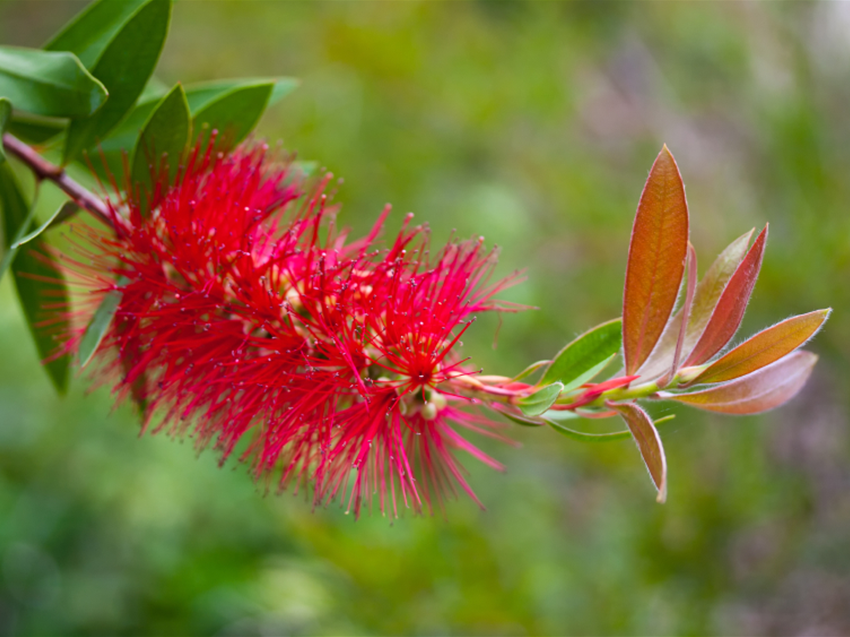 Callistemon