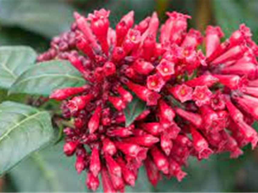 Cestrum