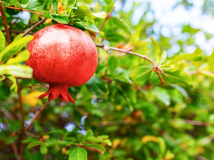 Granatapfel