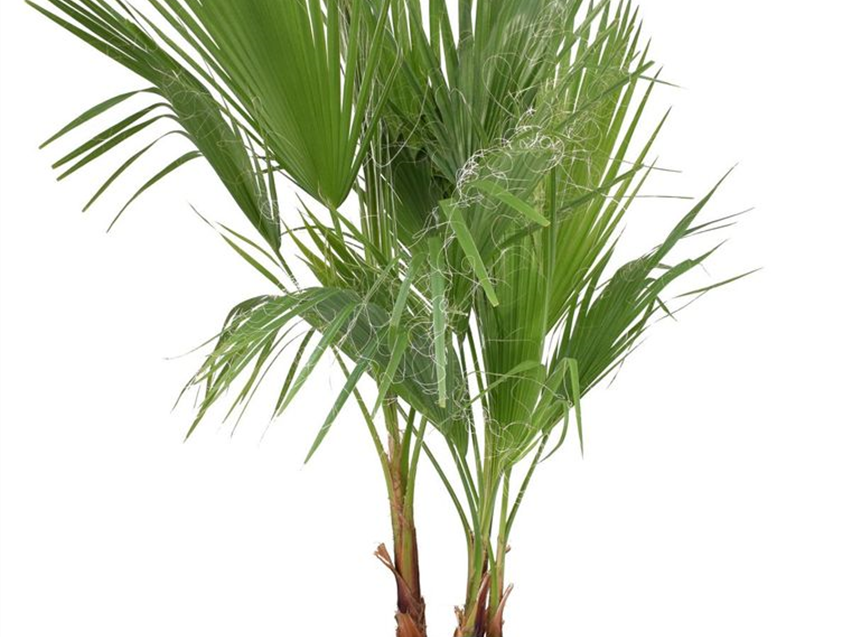 Washingtonia Palme