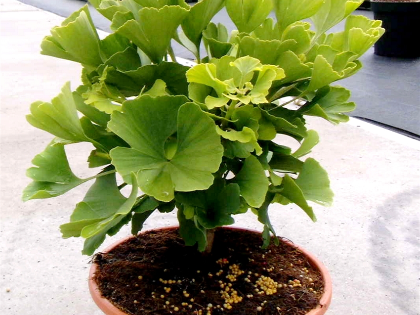 Ginkgo